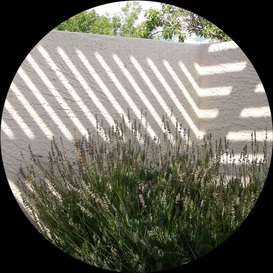 Shadowson Grass Circle View PNG Image