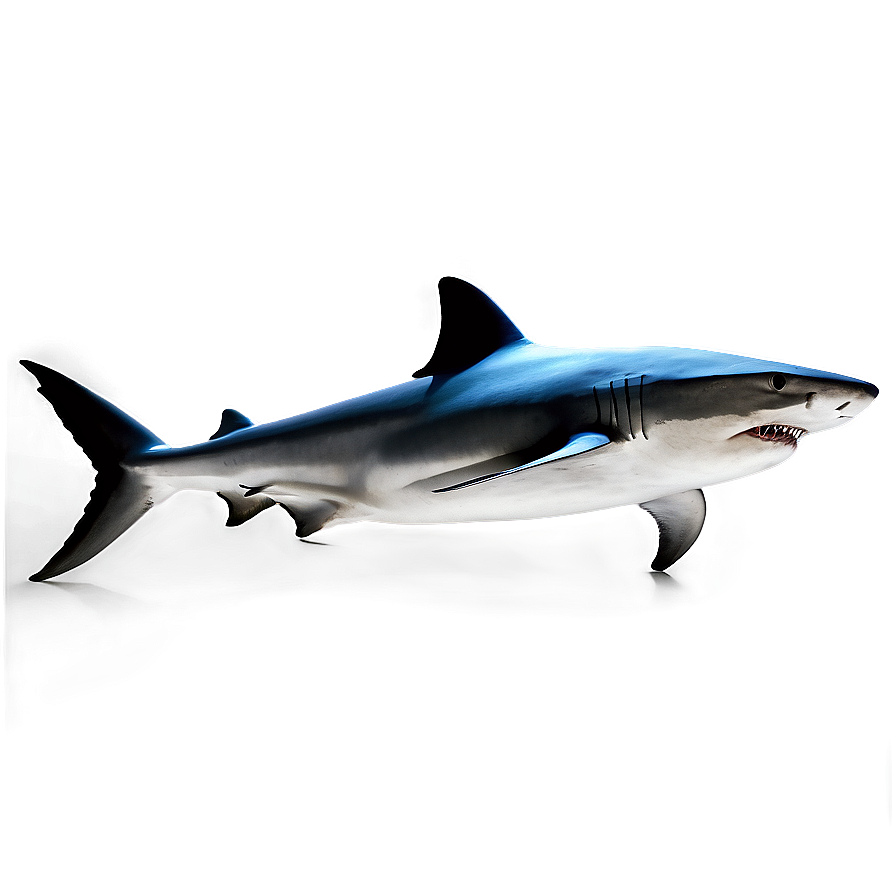 Shark A PNG Image