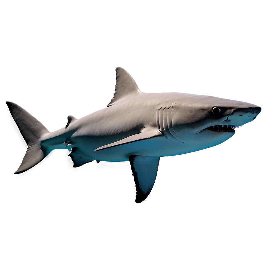 Shark Breeds Png Hhf PNG Image