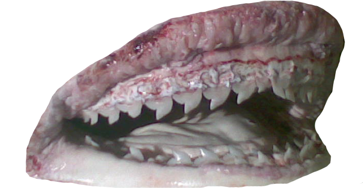 Shark Jaws Close Up PNG Image