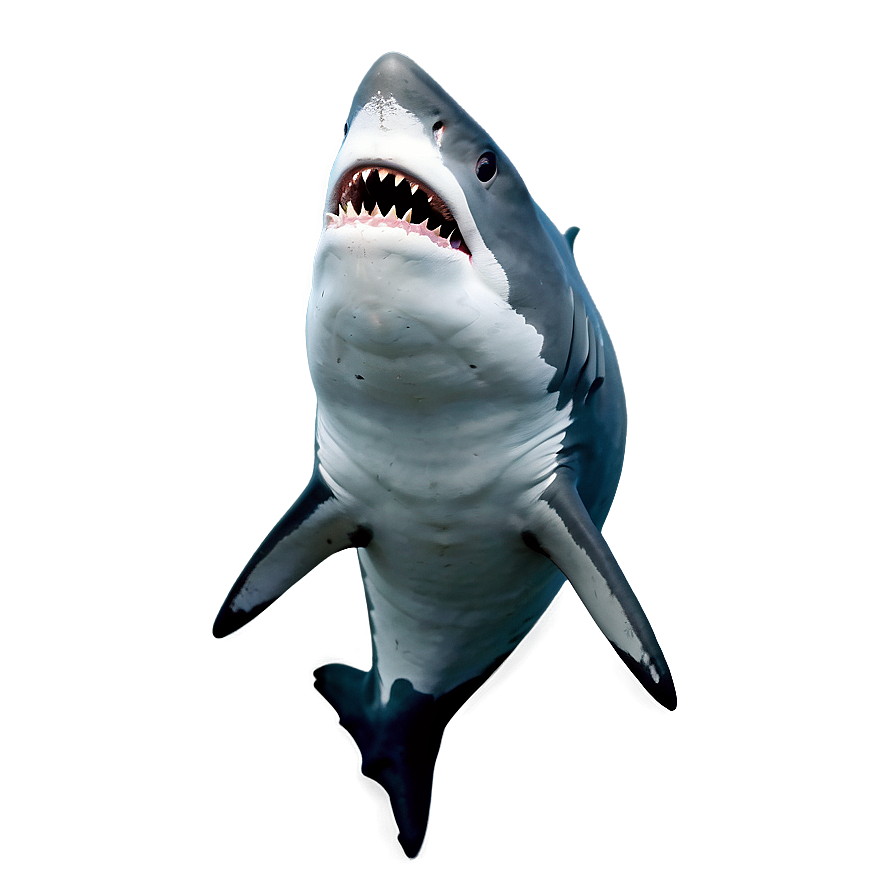 Shark With Open Mouth Png 05032024 PNG Image