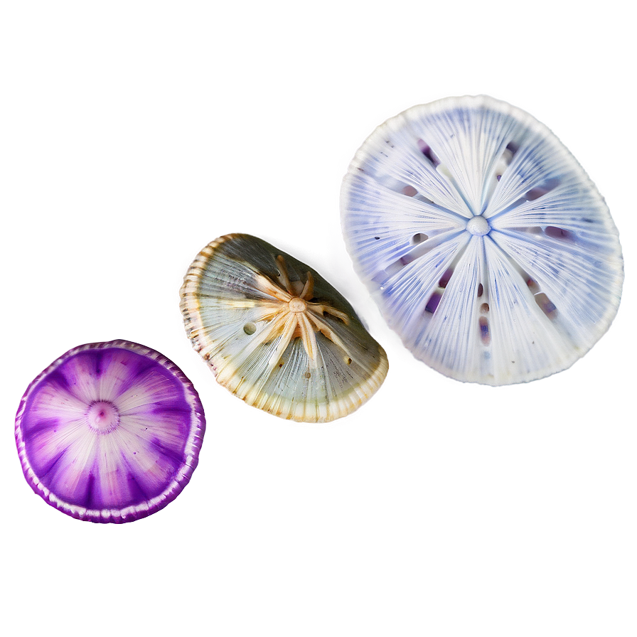 Shell And Sand Dollar Png 64 PNG Image