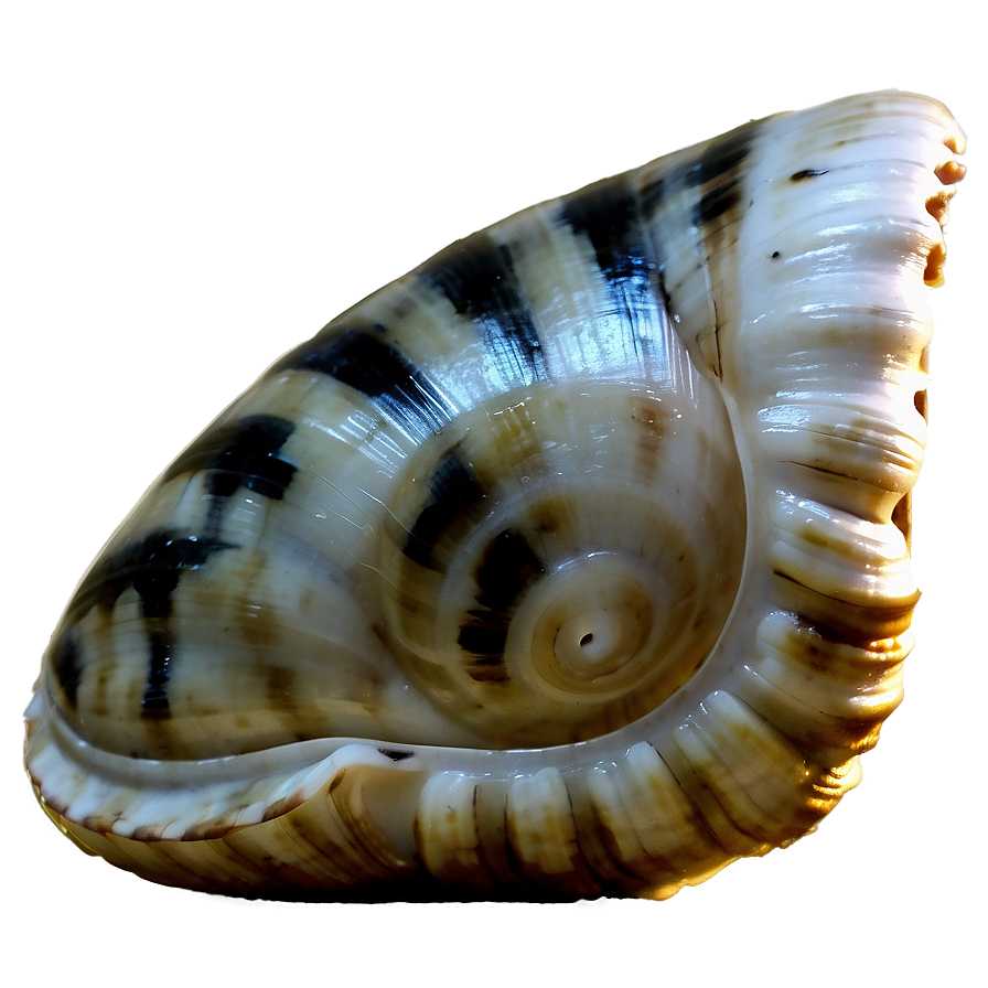 Shell Close-up Texture Png 05212024 PNG Image