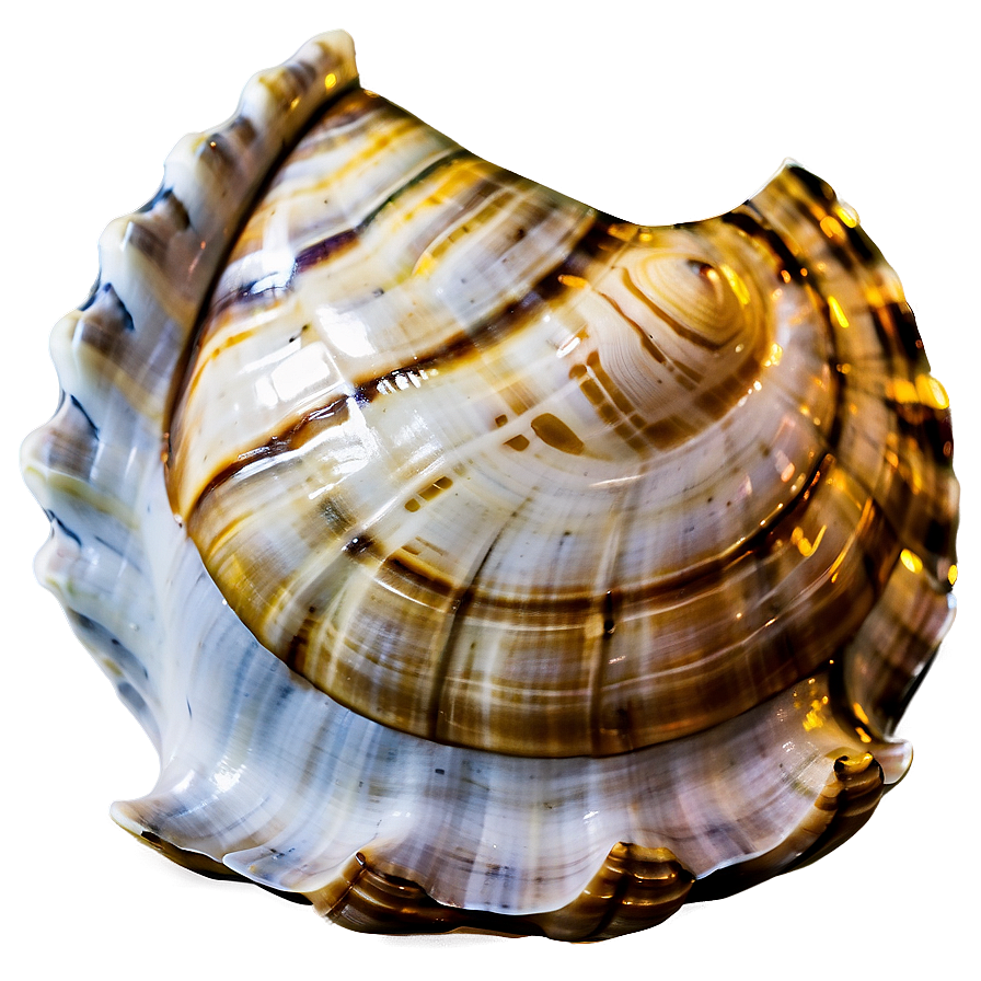 Shell Close-up Texture Png Pkh PNG Image