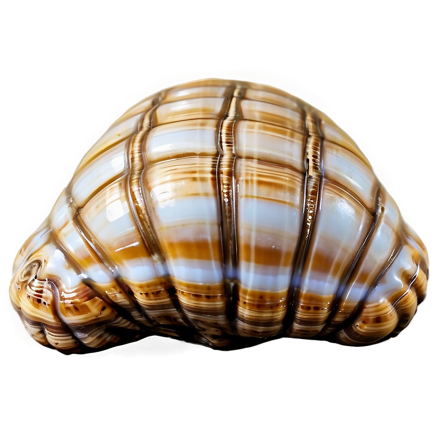 Shell Close-up Texture Png Yny65 PNG Image