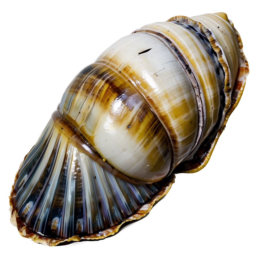 Shell Discovery On Beach Png 75 PNG Image