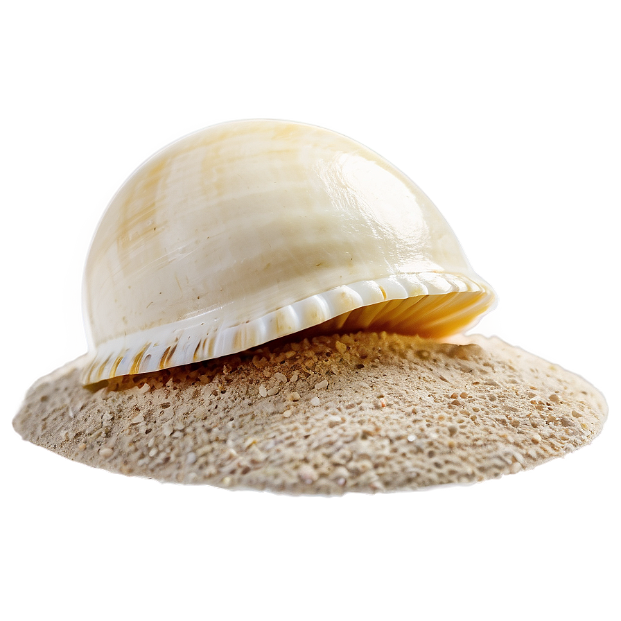 Shell In Sand Png Krc PNG Image