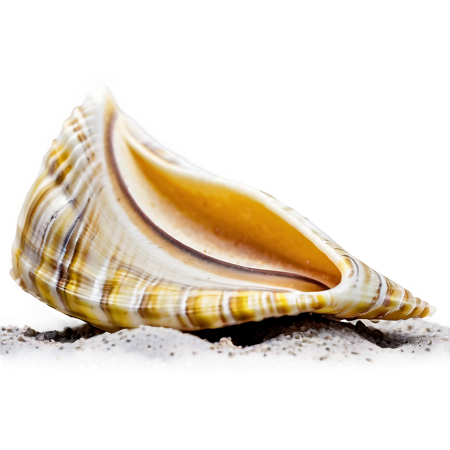 Shell In Sand Png Pjd PNG Image