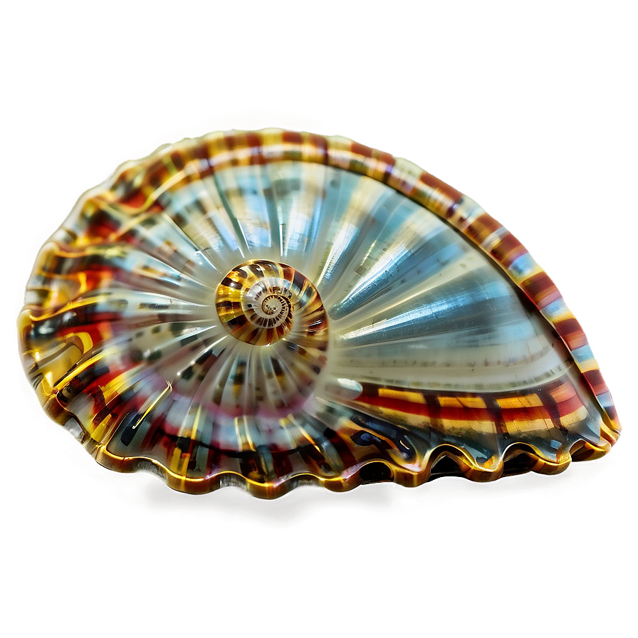 Shell On Shoreline Png 05212024 PNG Image