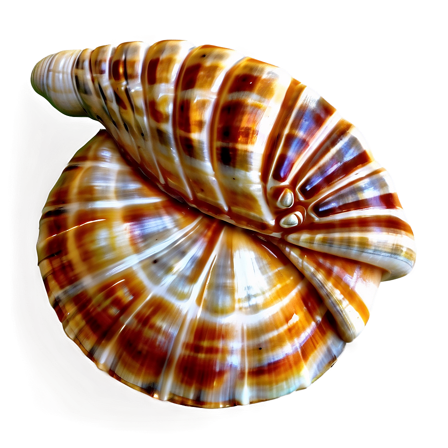 Shell Pattern Background Png 05212024 PNG Image