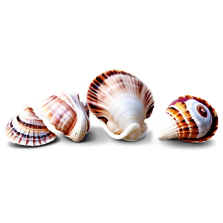 Shells And Coastal Scene Png 06212024 PNG Image