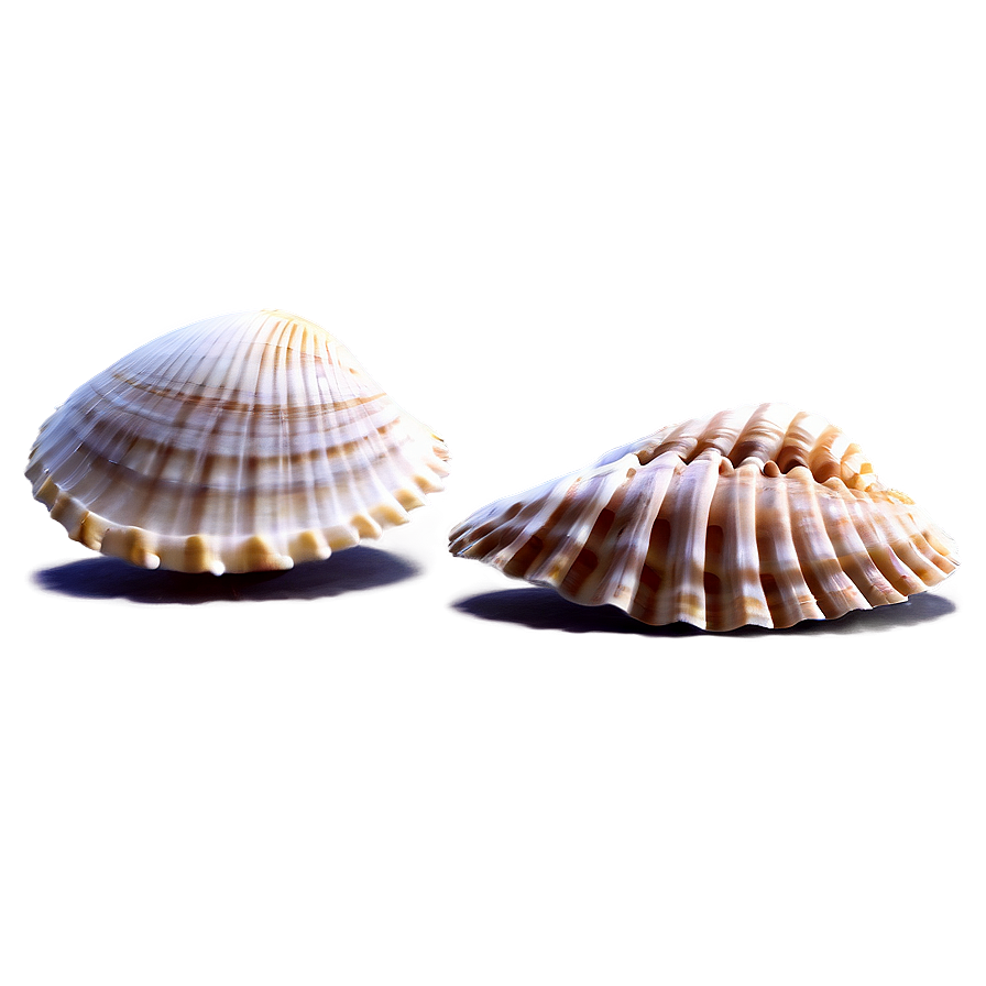 Shells And Coastal Scene Png Abp PNG Image