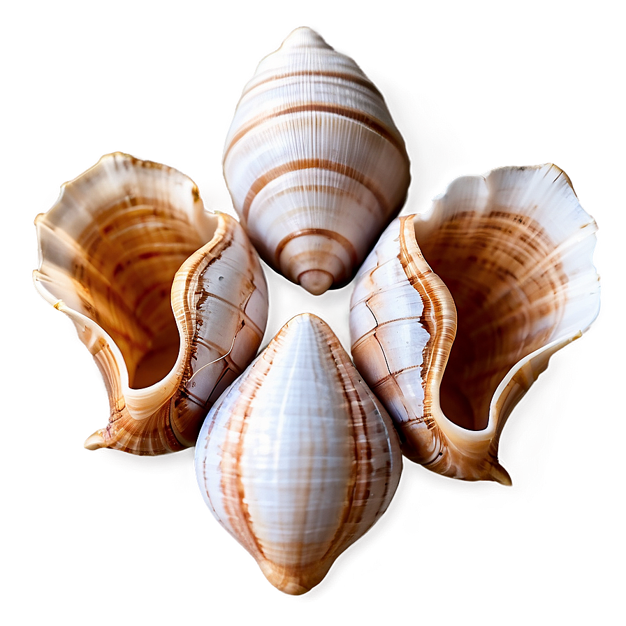 Shells Crafting Materials Png 06212024 PNG Image