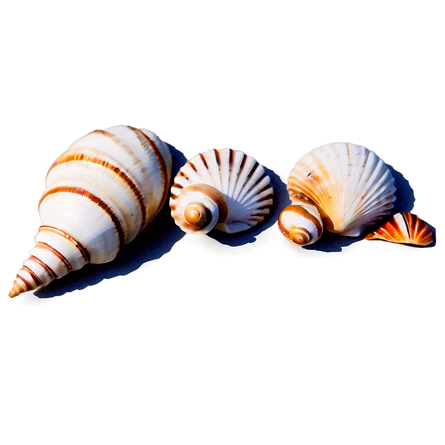 Shells In A Row Png 45 PNG Image