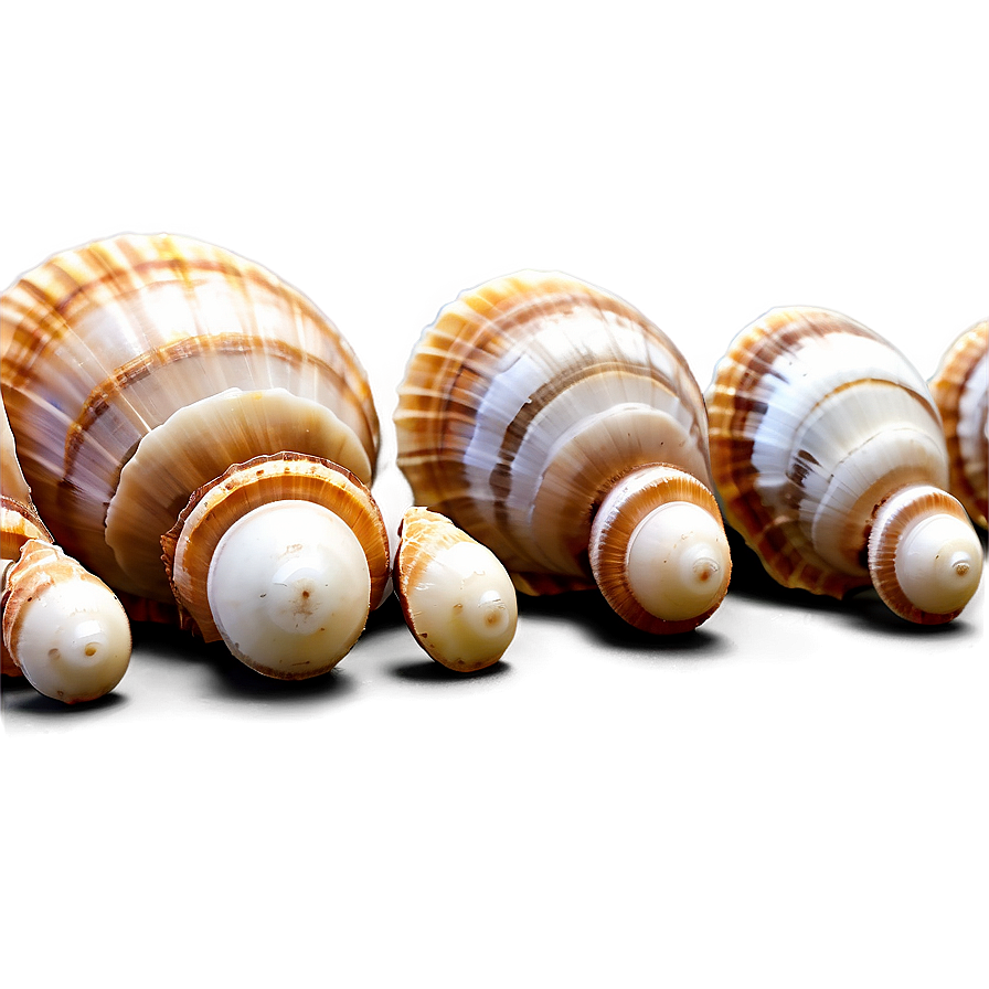 Shells In A Row Png Wyw94 PNG Image