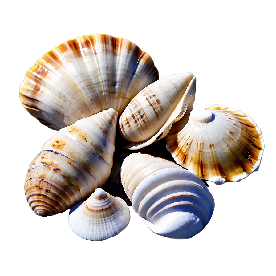 Shells In Sandy Beach Png Svb40 PNG Image