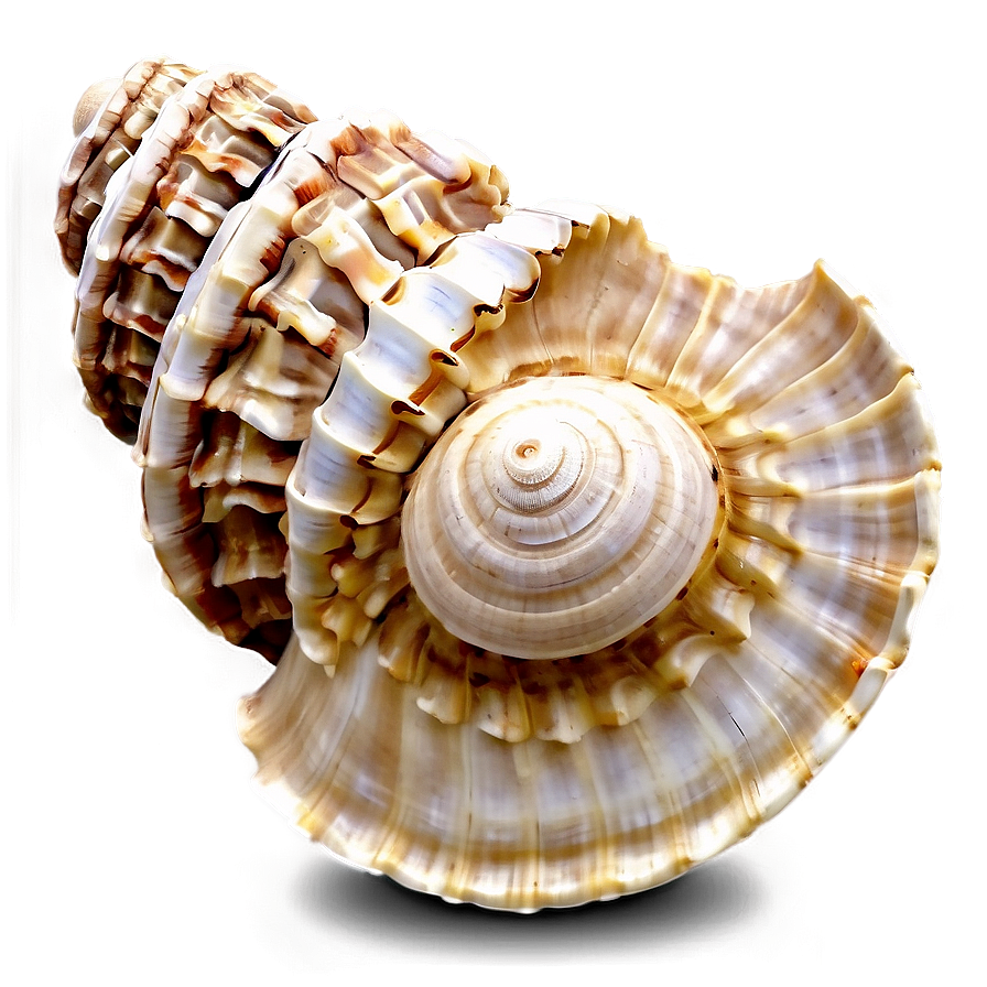 Shells Of The World Png Mro84 PNG Image