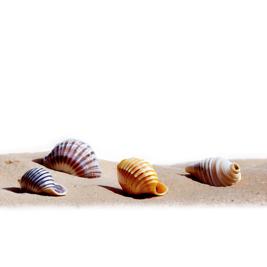 Shells On Sand Dunes Png Dma5 PNG Image