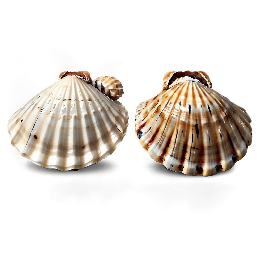 Shells On Seaside Png Fxq35 PNG Image