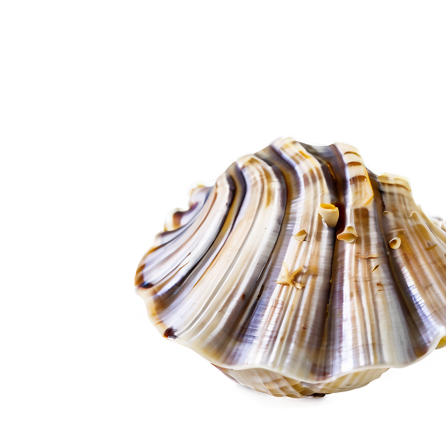 Shells Underwater Png Fke PNG Image