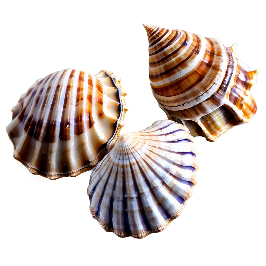 Shells With Sand Background Png Xjf93 PNG Image