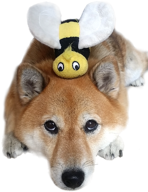 Shiba Inu With Bee Plush Hat PNG Image