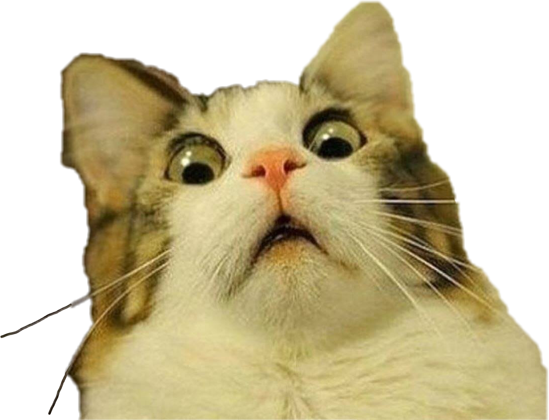 Shocked Cat Meme Expression PNG Image