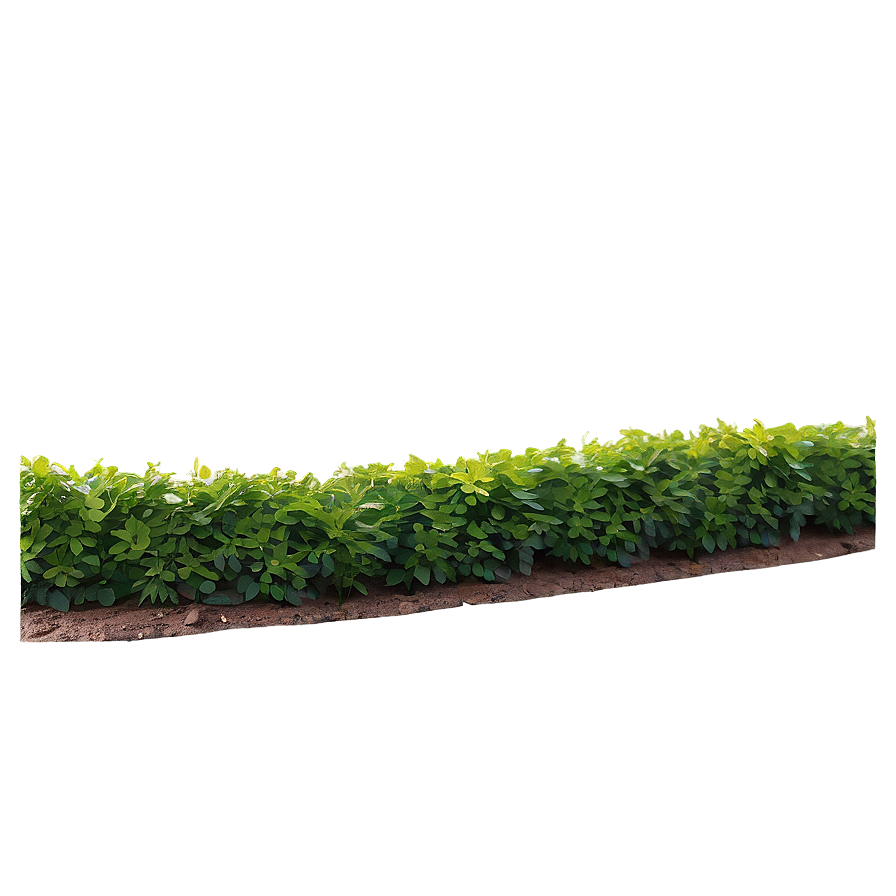 Shrub Border Png Shi72 PNG Image