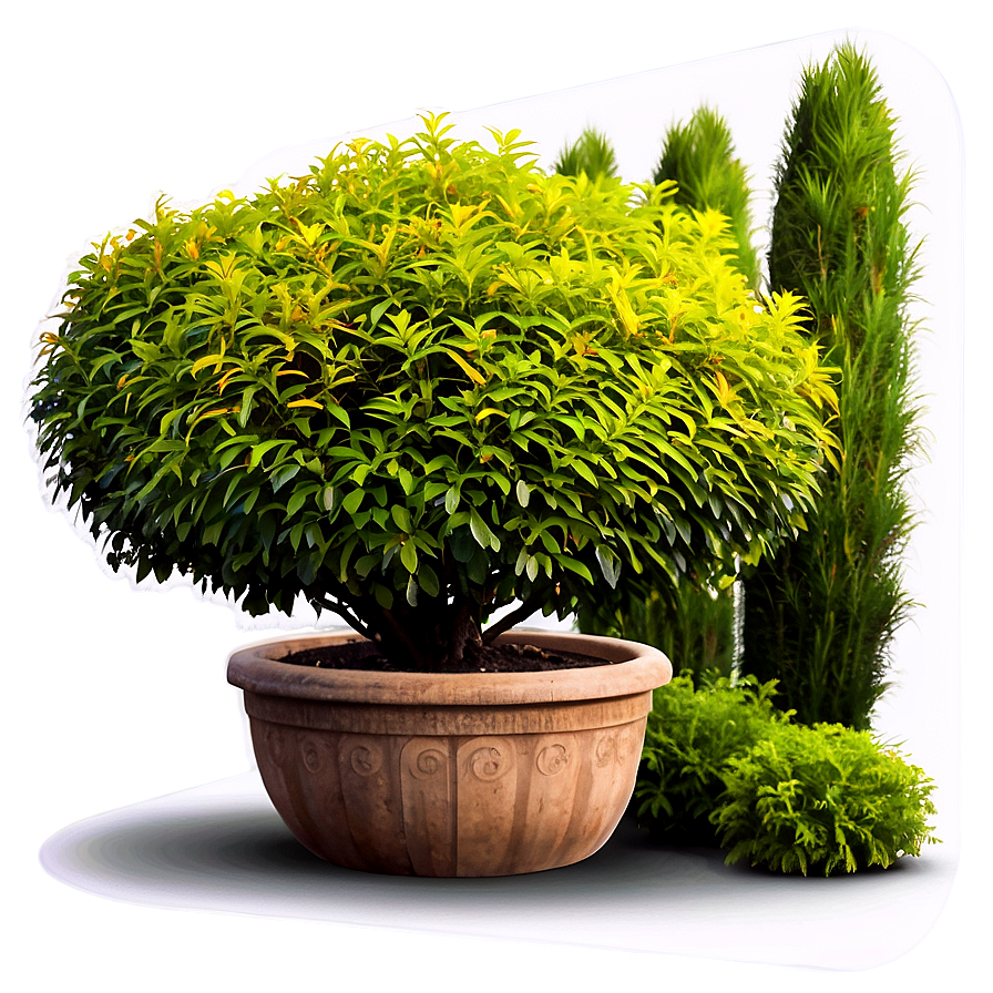 Shrub In Garden Bed Png 05252024 PNG Image