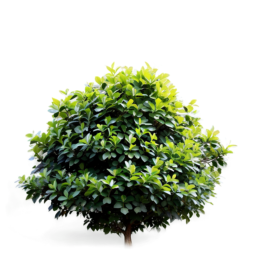 Shrub In Park Png 66 PNG Image