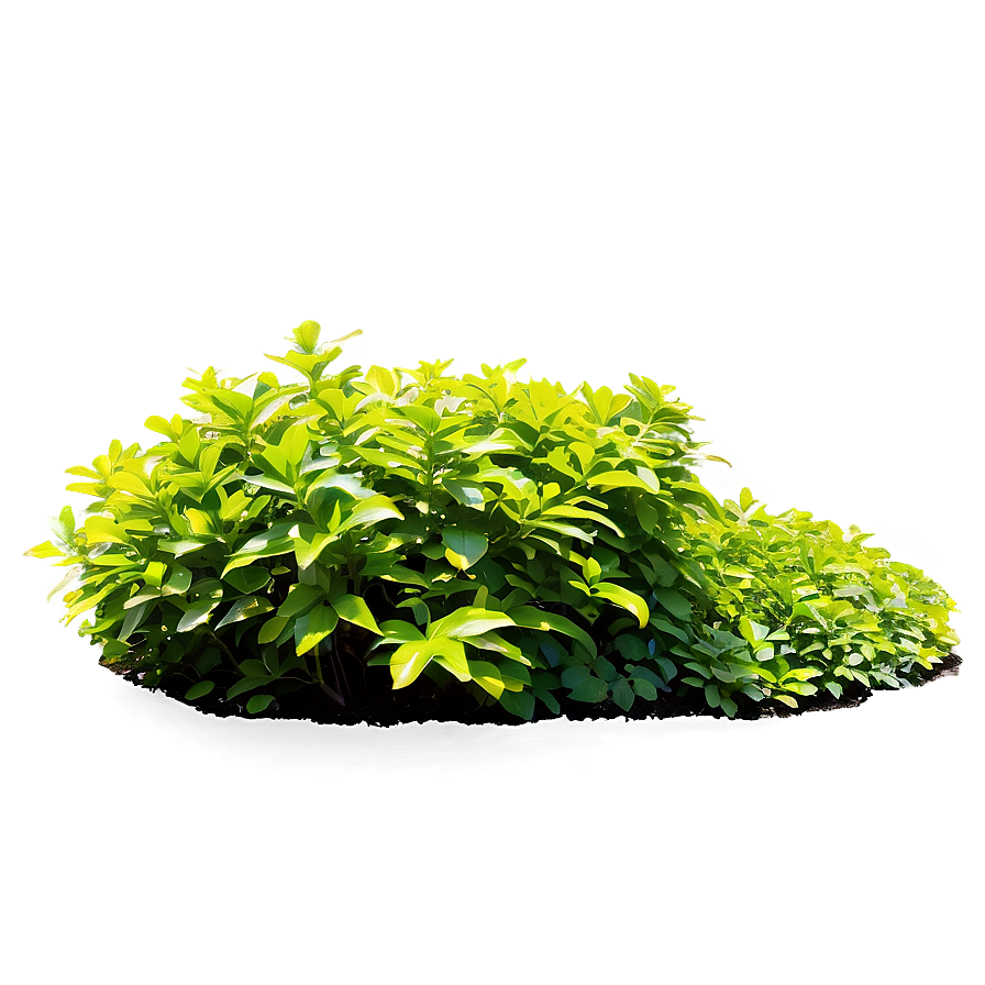 Shrub In Park Png Dvq PNG Image