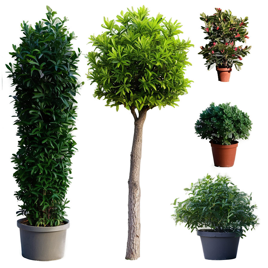 Shrubs A PNG Image