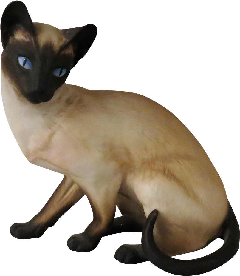 Siamese Cat Blue Eyes PNG Image