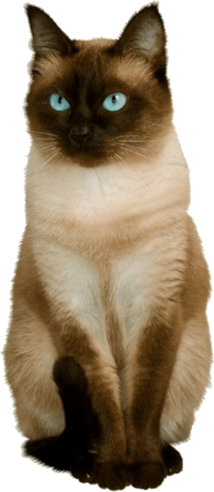 Siamese Cat Blue Eyes PNG Image