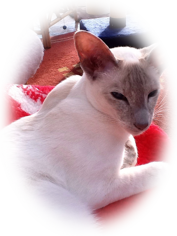 Siamese Cat Resting Indoors PNG Image