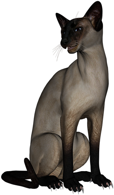 Siamese Cat3 D Model Pose PNG Image