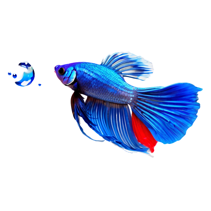 Siamese Fighting Fish Png Pme PNG Image