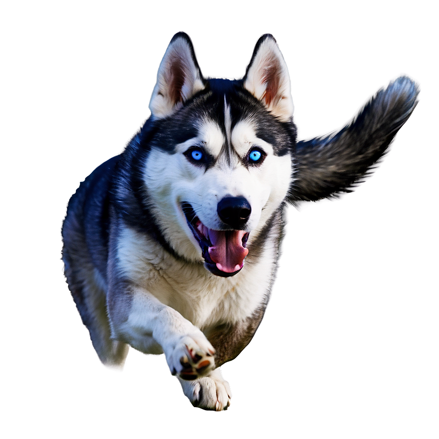 Siberian Husky In Action Png Vui PNG Image