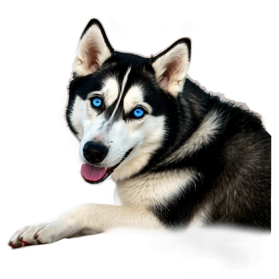 Siberian Husky Side View Png 06252024 PNG Image