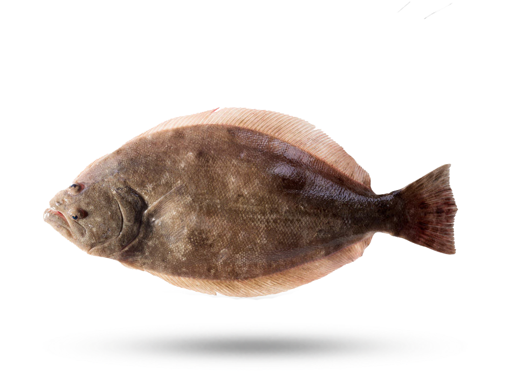 Side View Flounder Fish PNG Image