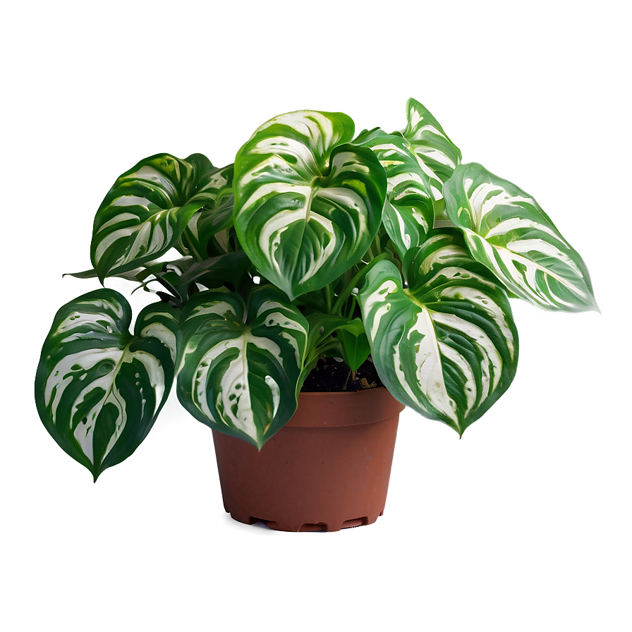 Signs Of Overwatered Pothos Png Oll10 PNG Image