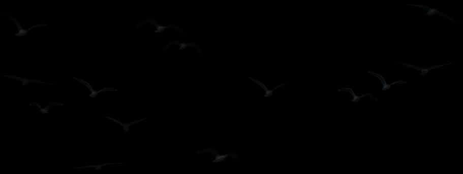 Silhouetted Birds Against Night Sky PNG Image