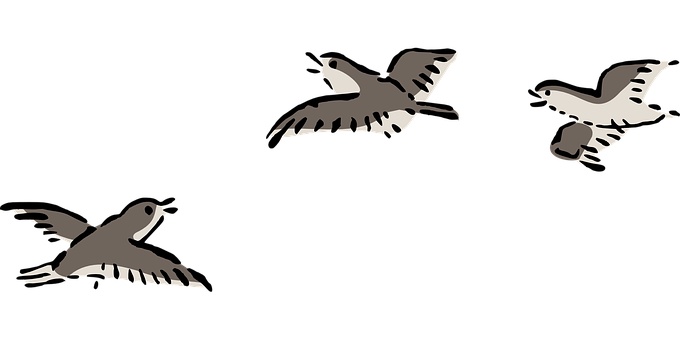 Silhouetted Birdsin Flight PNG Image