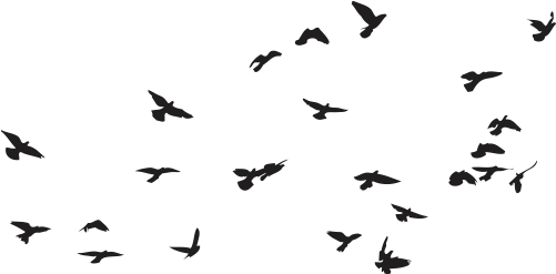 Silhouetted Birdsin Flight Sky Background PNG Image