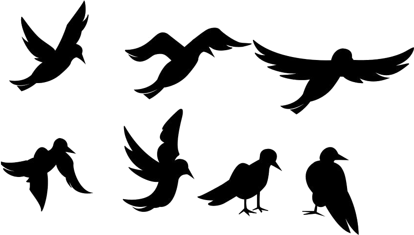 Silhouetted Birdsin Various Poses PNG Image