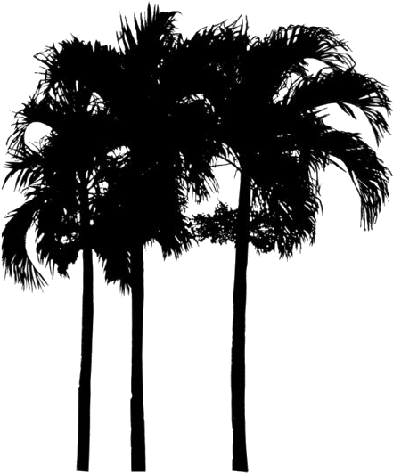 Silhouetted Palm Trees PNG Image