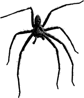 Silhouetted Spideron Web PNG Image