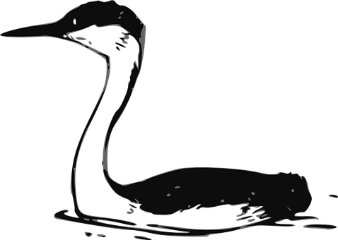 Silhouetted Waterbird Profile PNG Image