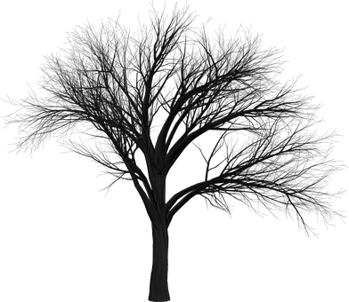 Silhouetteof Bare Tree Against Dark Background PNG Image