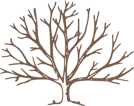 Silhouetteof Bare Tree PNG Image